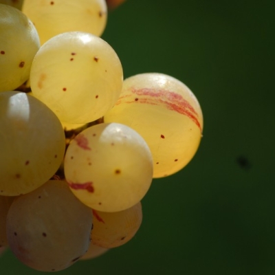 Farbmutation roter zu weissem Riesling ANT 1483